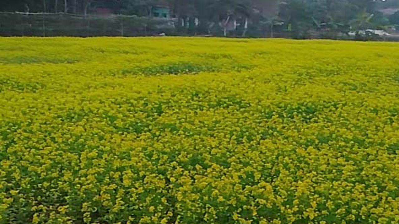 যশোরের অভয়নগরে একটি সরিষা ক্ষেত। ছবি : কালবেলা