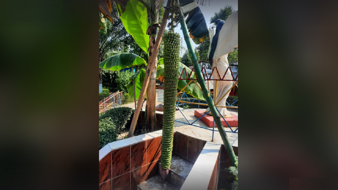 গাজীপুরের মনপুরা পার্কে এমন কলাগাছের দেখা মিলেছে। ছবি : কালবেলা