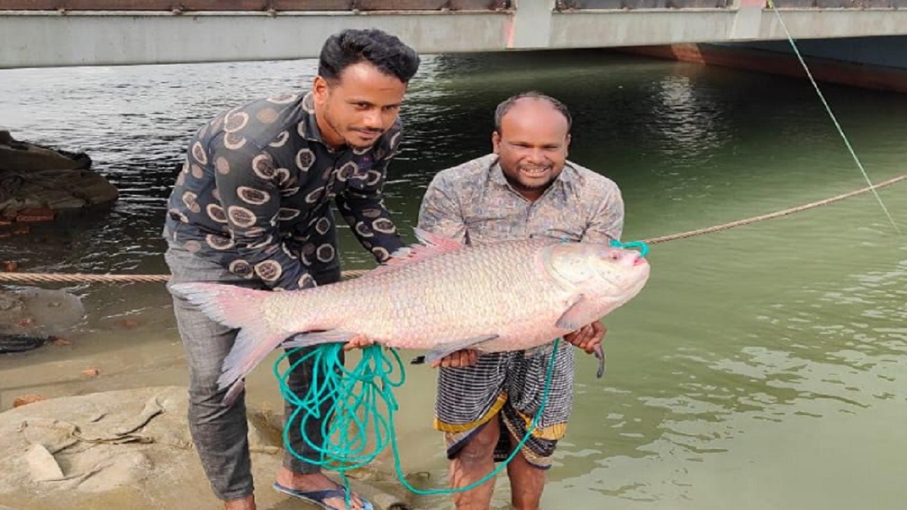 পাবনার জেলে ইব্রাহিম হালদারের জালে ধরা পড়া কাতল মাছ। ছবি : কালবেলা