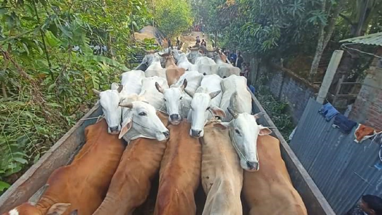 ট্রাক বোঝাই মিয়ানমার থেকে আনা গরু। ছবি : কালবেলা