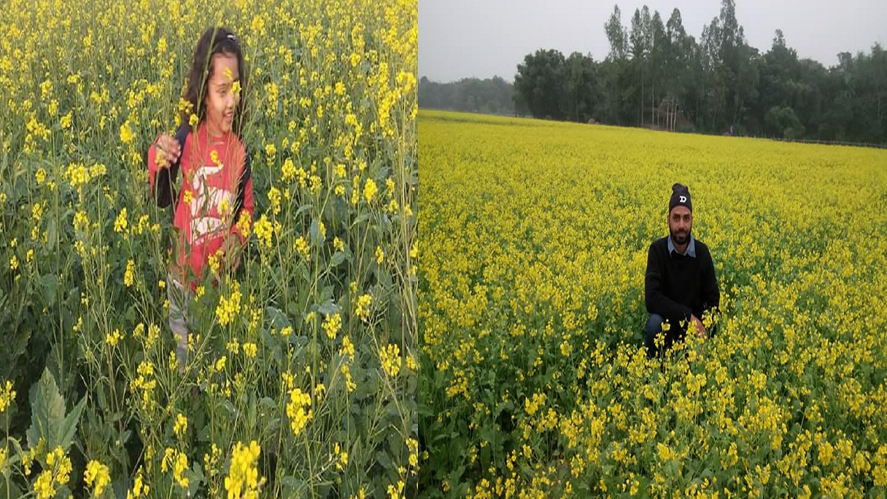 সরিষা ক্ষেতে নিজের স্মৃতি ধরে রাখতে ব্যস্ত দর্শনার্থীরা । ছবি : কালবেলা