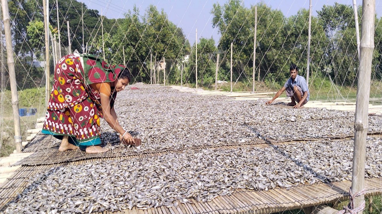 কুমিল্লার মুরাদনগর উপজেলার সলপা গ্রামে সিদল ও শুঁটকি উৎপাদনে কাজ করছেন শ্রমিকরা। ছবি : কালবেলা