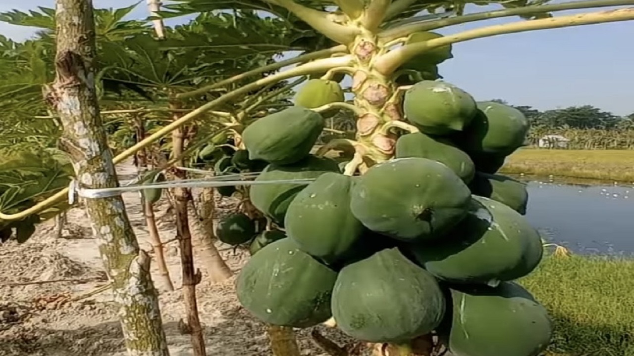 পতিত জমিতে পেঁপে চাষ। ছবি : কালবেলা