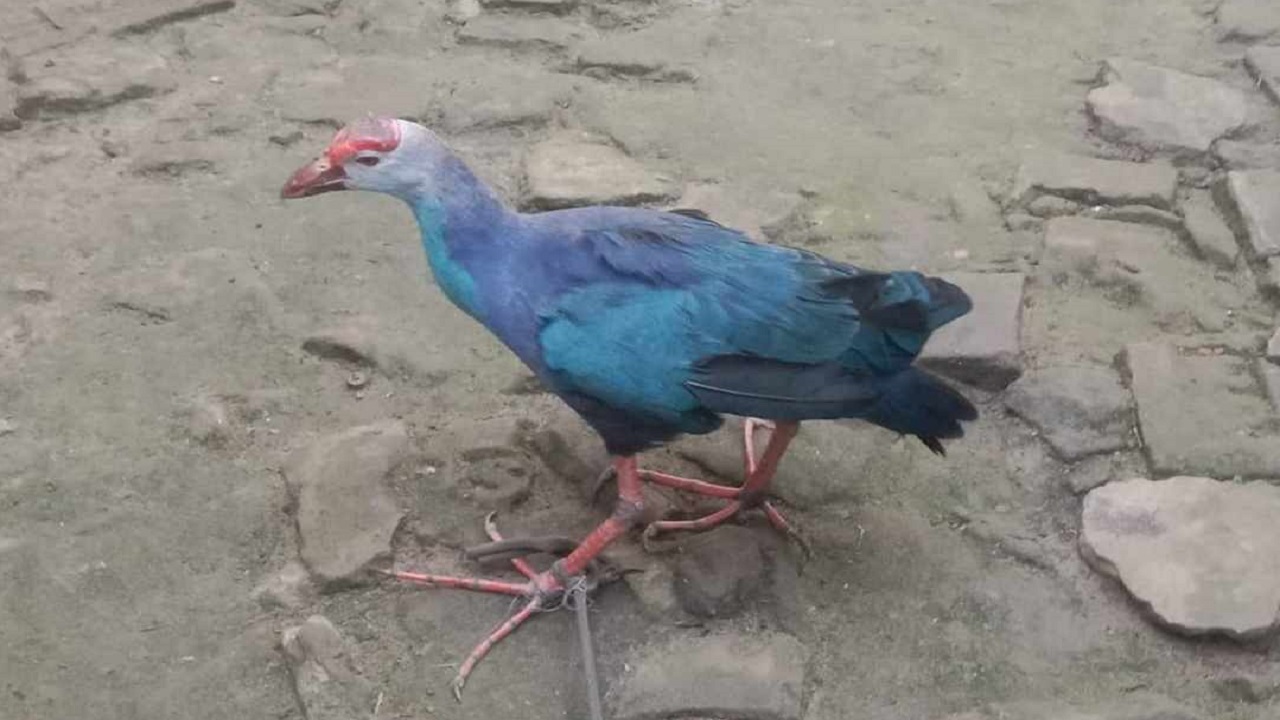 শিকার করা কালেম পাখির পায়ে রশি বেঁধে রেখেছে শিকারি। ছবি : কালবেলা 