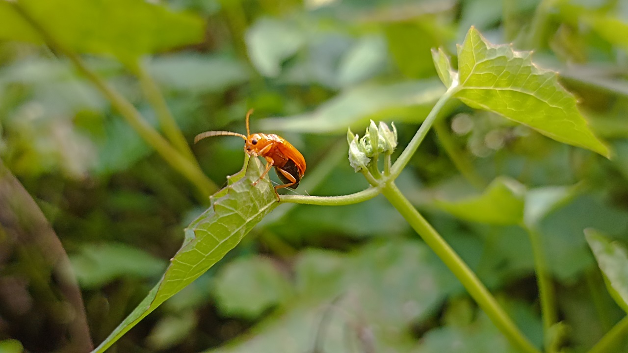 সবুজ পাতার ফাঁকে জোনাকি পোকা। ছবি : কালবেলা