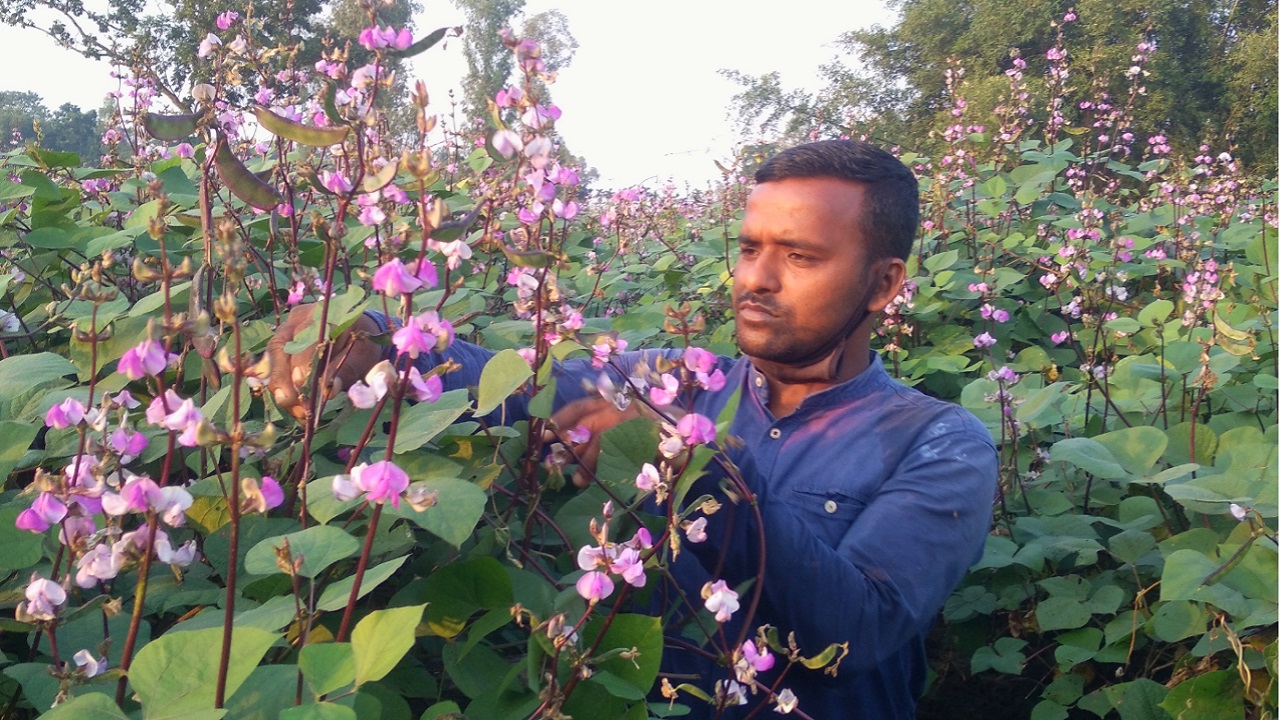 শিমের ক্ষেত পরিচর্যা করছেন বীরগঞ্জের কৃষক বুলবুল ইসলাম। ছবি : কালবেলা