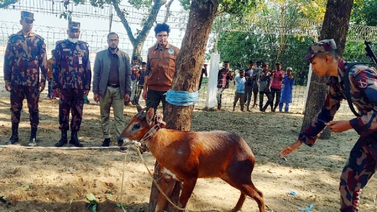 উদ্ধার হওয়া বনছাগল। ছবি : কালবেলা