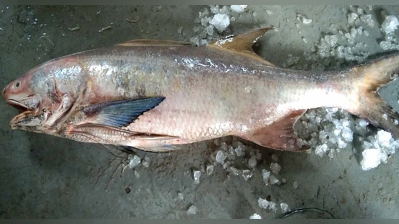 স্যালমন ফিস। ছবি : কালবেলা