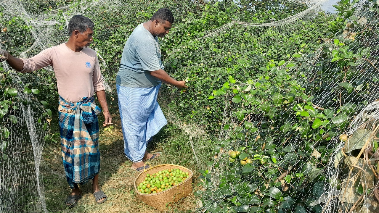 বাগান থেকে কুল সংগ্রহ করছে আজাদ। ছবি : কালবেলা