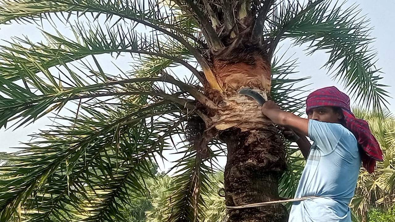 খেজুর গাছের পরিচর্যা করছেন এক গাছি। ছবি : কালবেলা