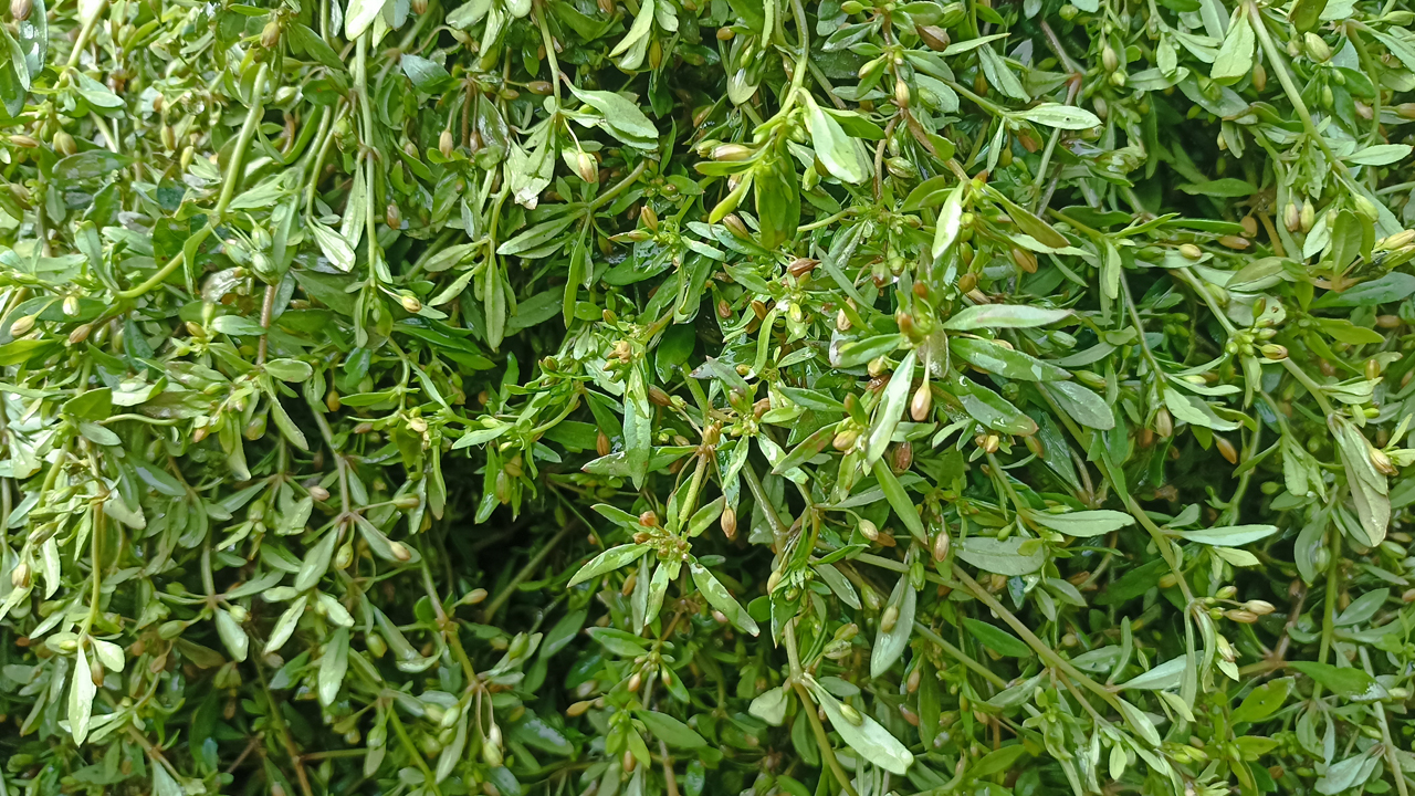 গিমা শাক। ছবি : কালবেলা