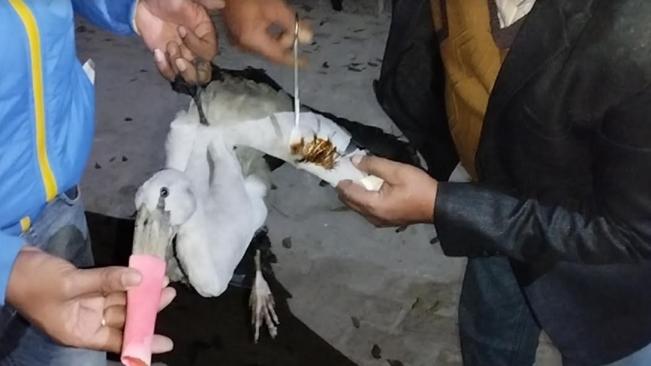 আহত একটি হাড়গিলা পাখিকে উদ্ধার করে চিকিৎসার জন্য প্রাণিসম্পদ অফিসে নিয়ে যান এক পাখি প্রেমিক। ছবি : কালবেলা