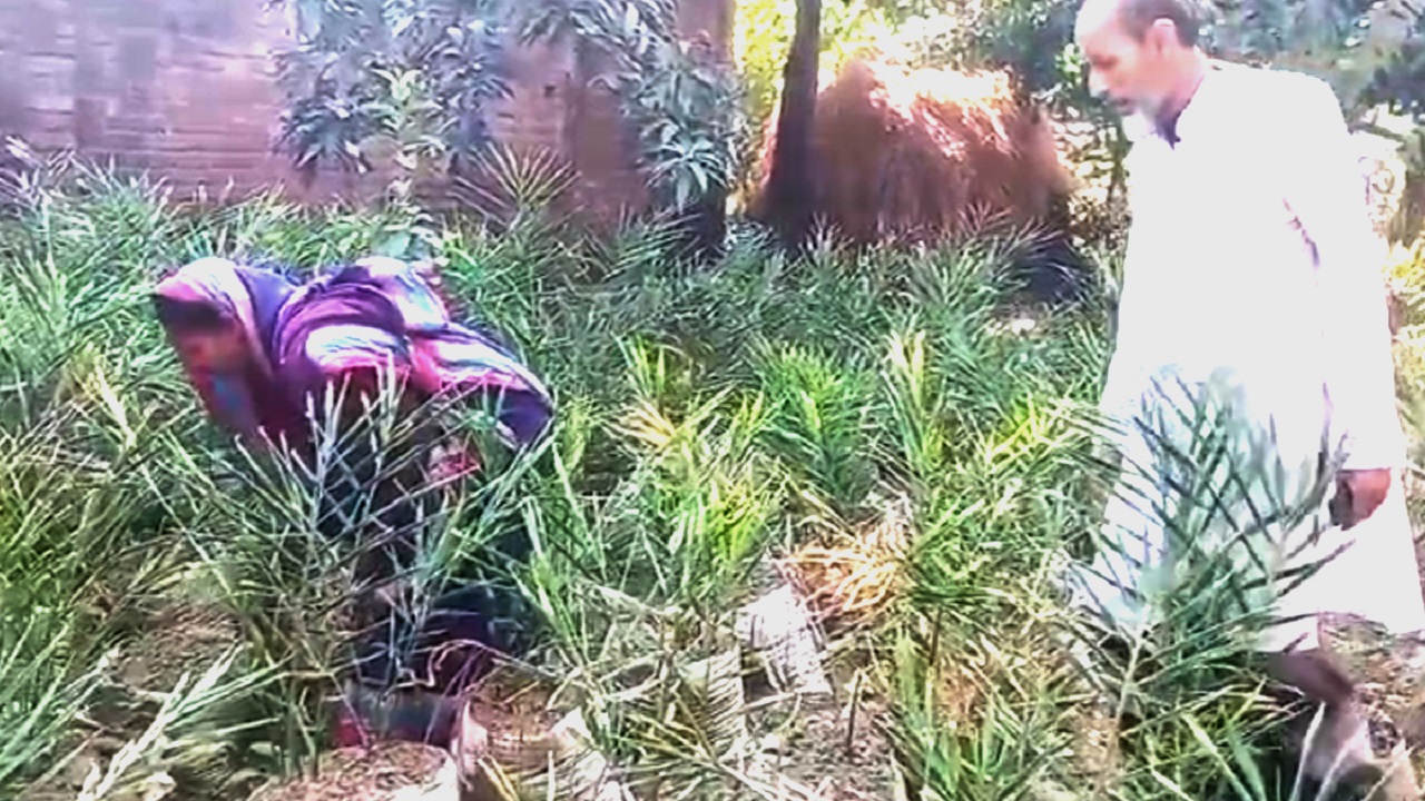 পরিত্যক্ত জমিতে চাষ করা আদার পরিচর্যা করছেন শিমুলতলী গ্রামের কৃষক দেলোয়ার হোসেন। ছবি : কালবেলা