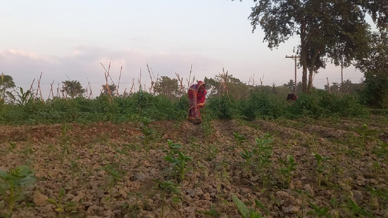টমেটো ক্ষেত পরিচর্যা করছেন রনিয়া গ্রামের বাসিন্দা আসকর মিয়ার স্ত্রী রাফিয়া খাতুন। ছবি : কালবেলা