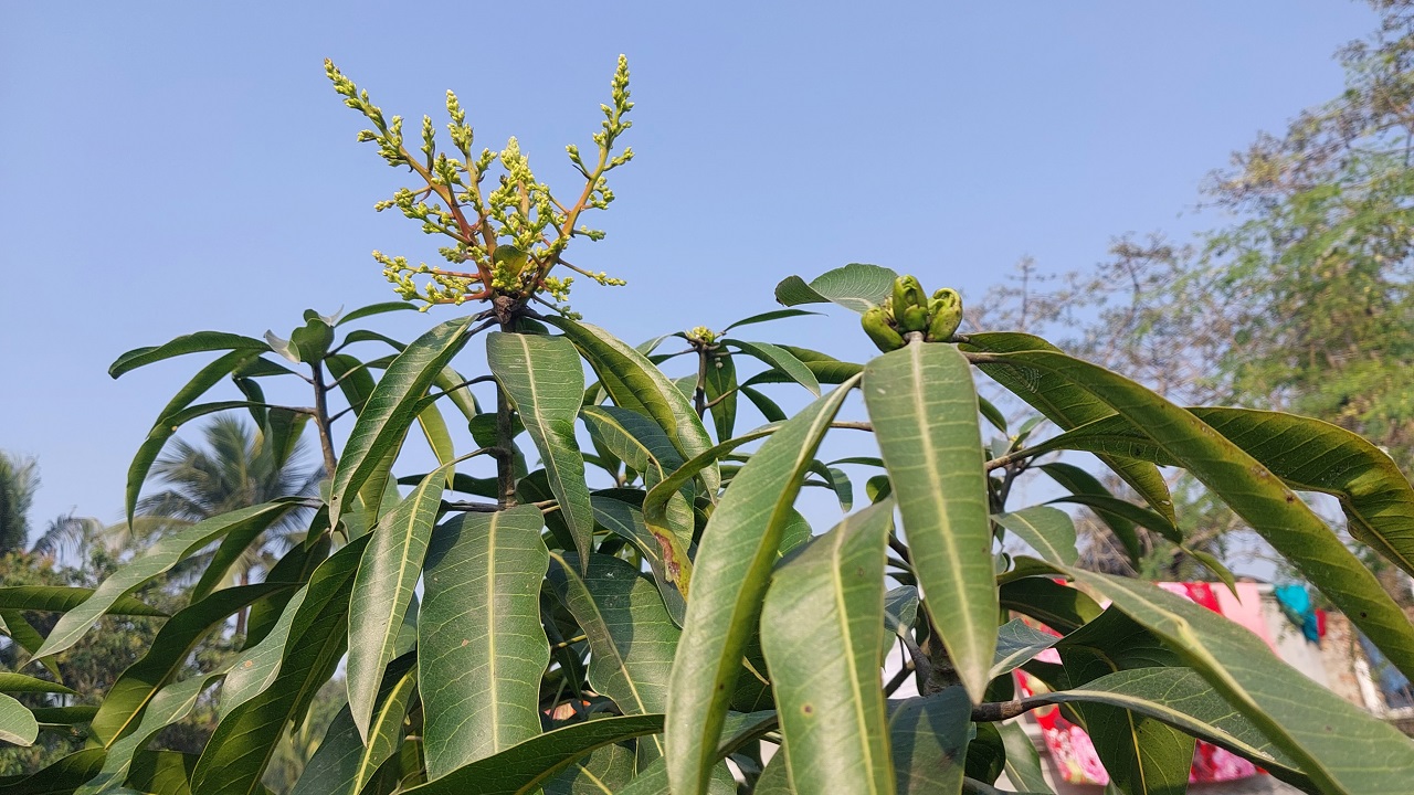 গাছে উঁকি দিচ্ছে আমের মুকুল। ছবি : কালবেলা
