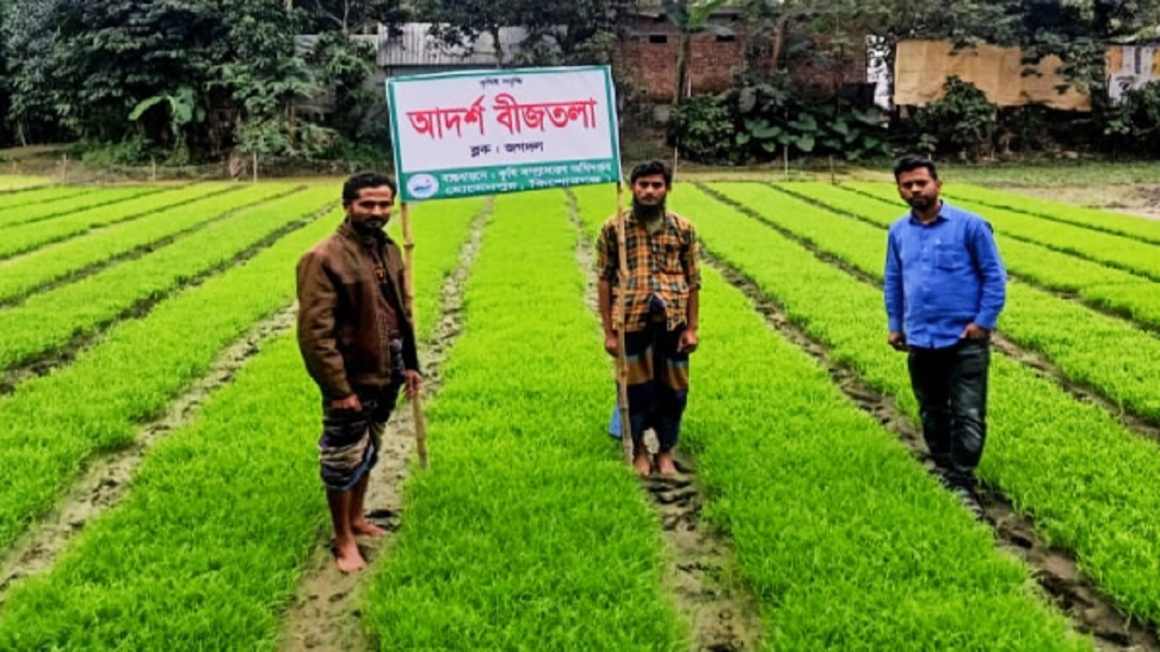 হোসেনপুরে কমিউনিটি পদ্ধতির একটি প্রদর্শনী বীজতলা। ছবি : কালবেলা
