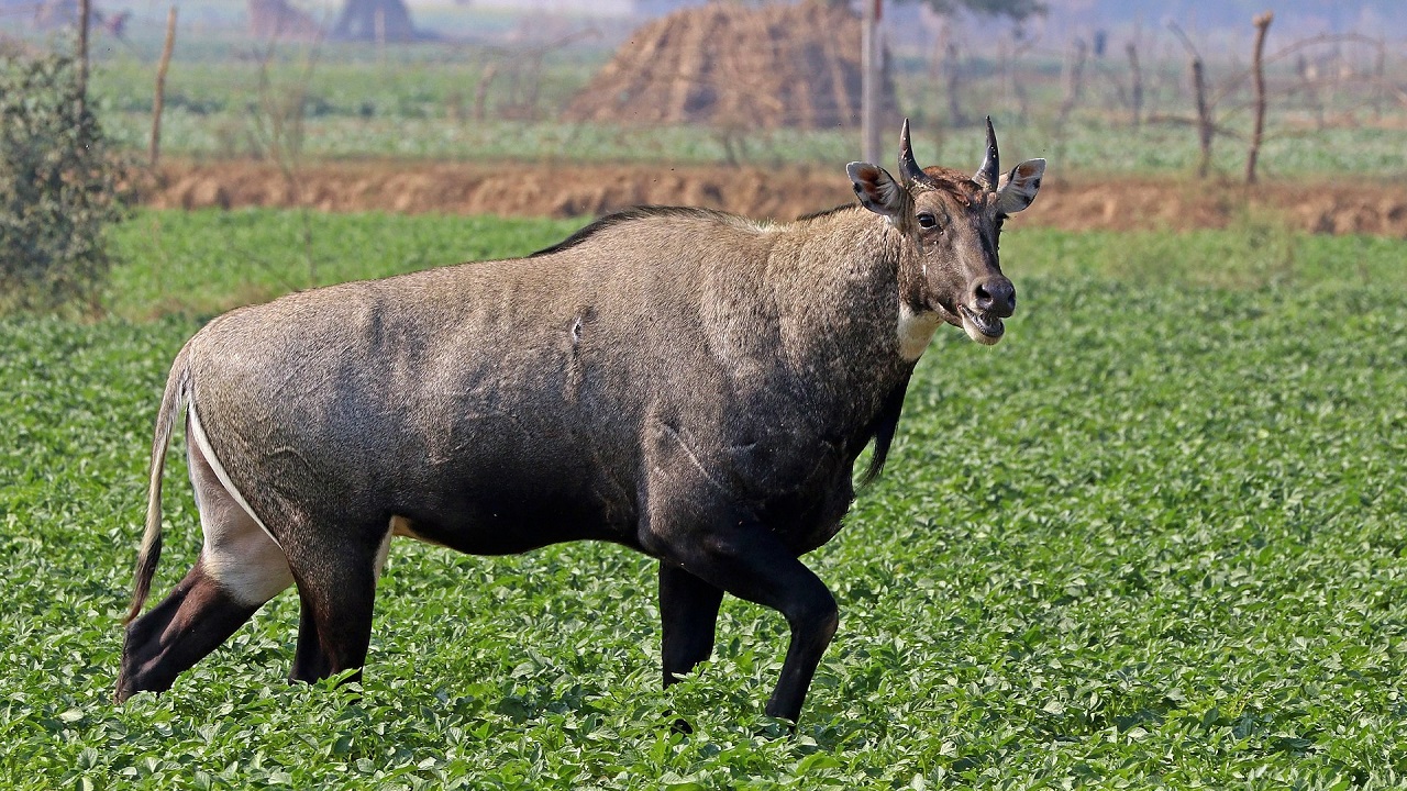 নীলগাই। প্রতীকী ছবি