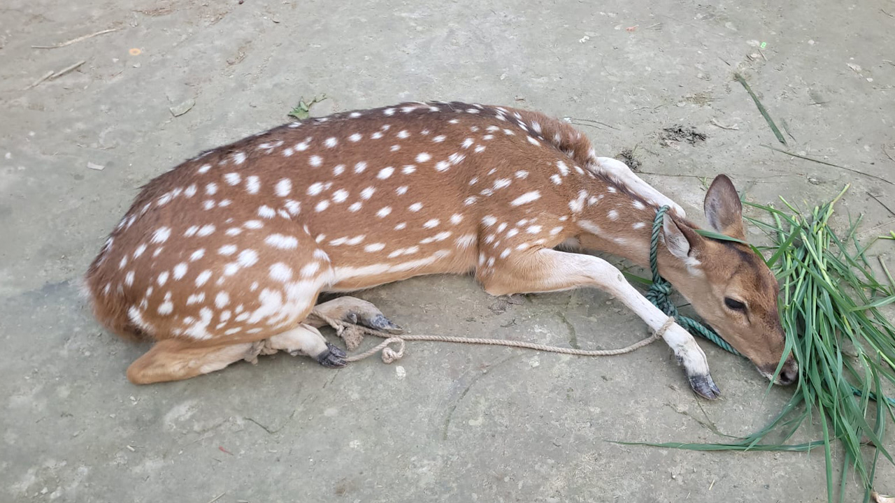 হরিণ। ছবি : কালবেলা