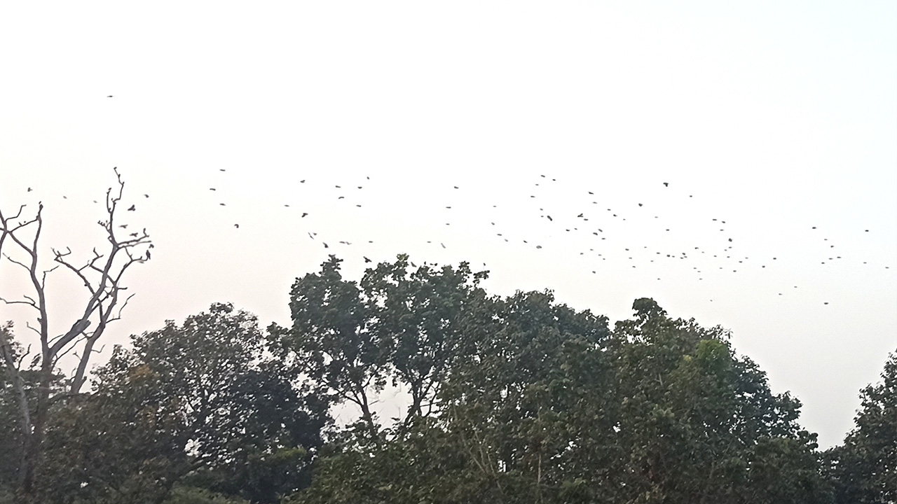 এভাবেই ঝাঁকবেঁধে পাখিরা উড়ে এসে আশ্রয় নেয় কুমিল্লার ব্রাহ্মণপাড়া উপজেলা স্বাস্থ্য কমপ্লেক্সে। ছবি : কালবেলা