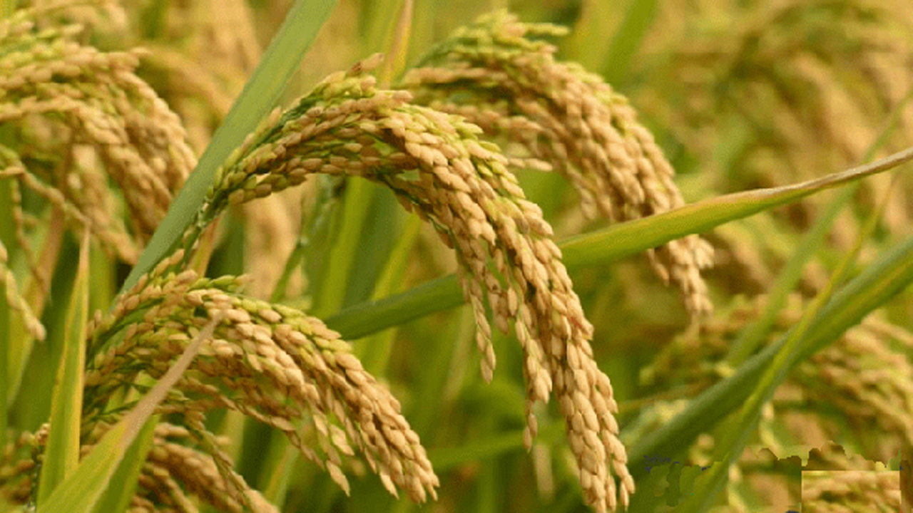 খেতের পাকা ধান। পুরোনো ছবি