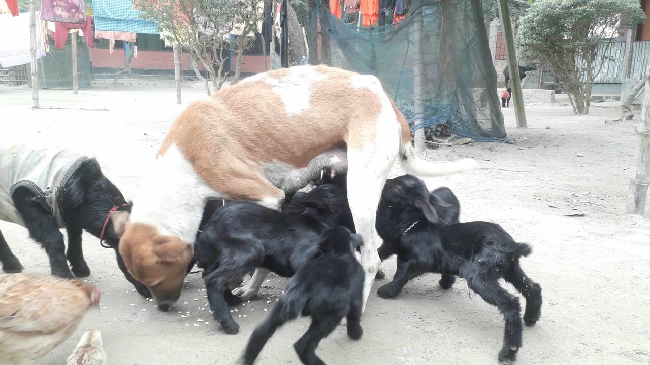 মাতৃস্নেহে ছাগলছানাদের দুধপান করাচ্ছে কুকুর। ছবি : কালবেলা