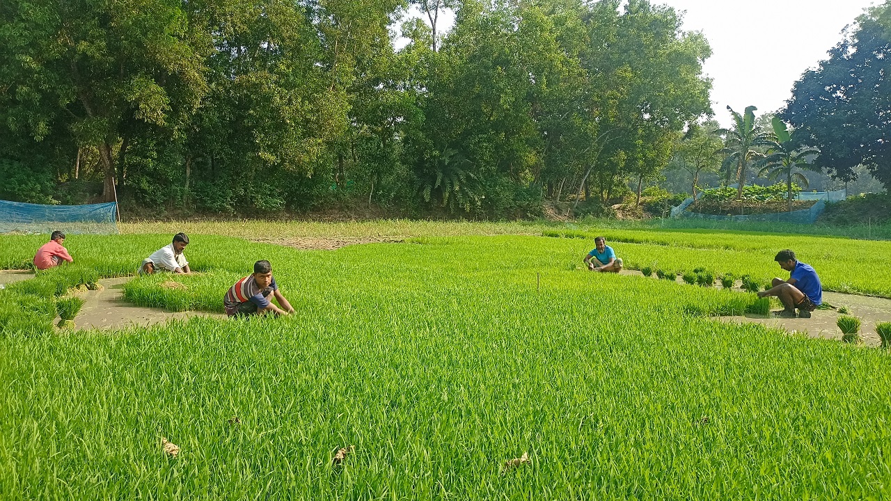 বোরো ধান আবাদের লক্ষ্যে উপজেলার প্রান্তিক কৃষকদের মধ্যে ব্যস্ততা বেড়েছে। ছবি : কালবেলা