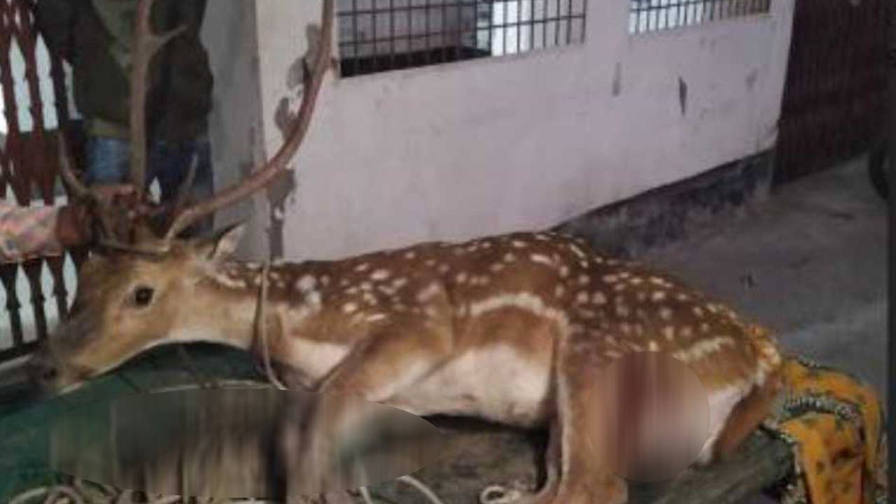 বরগুনা পাথরঘাটার বিষখালী নদী থেকে হরিণ উদ্ধার। ছবি : কালবেলা