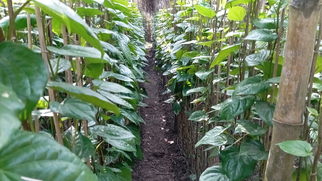 পানের বরজ। ছবি : কালবেলা