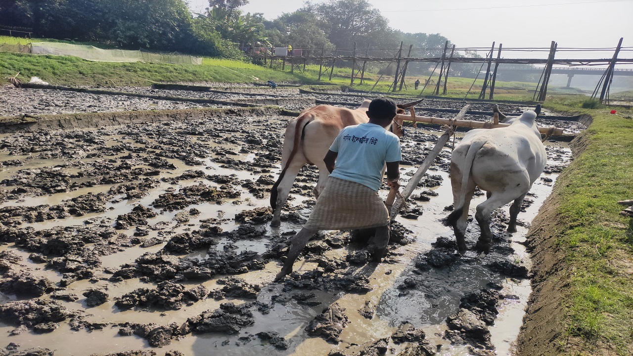 লাঙ্গল নিয়ে হাল চাষে কৃষকের কর্মব্যস্ততা দেখে বোঝার উপায় নেই এটিই এক সময়ের খরস্রোতা নদী বড়াল। ছবি : কালবেলা