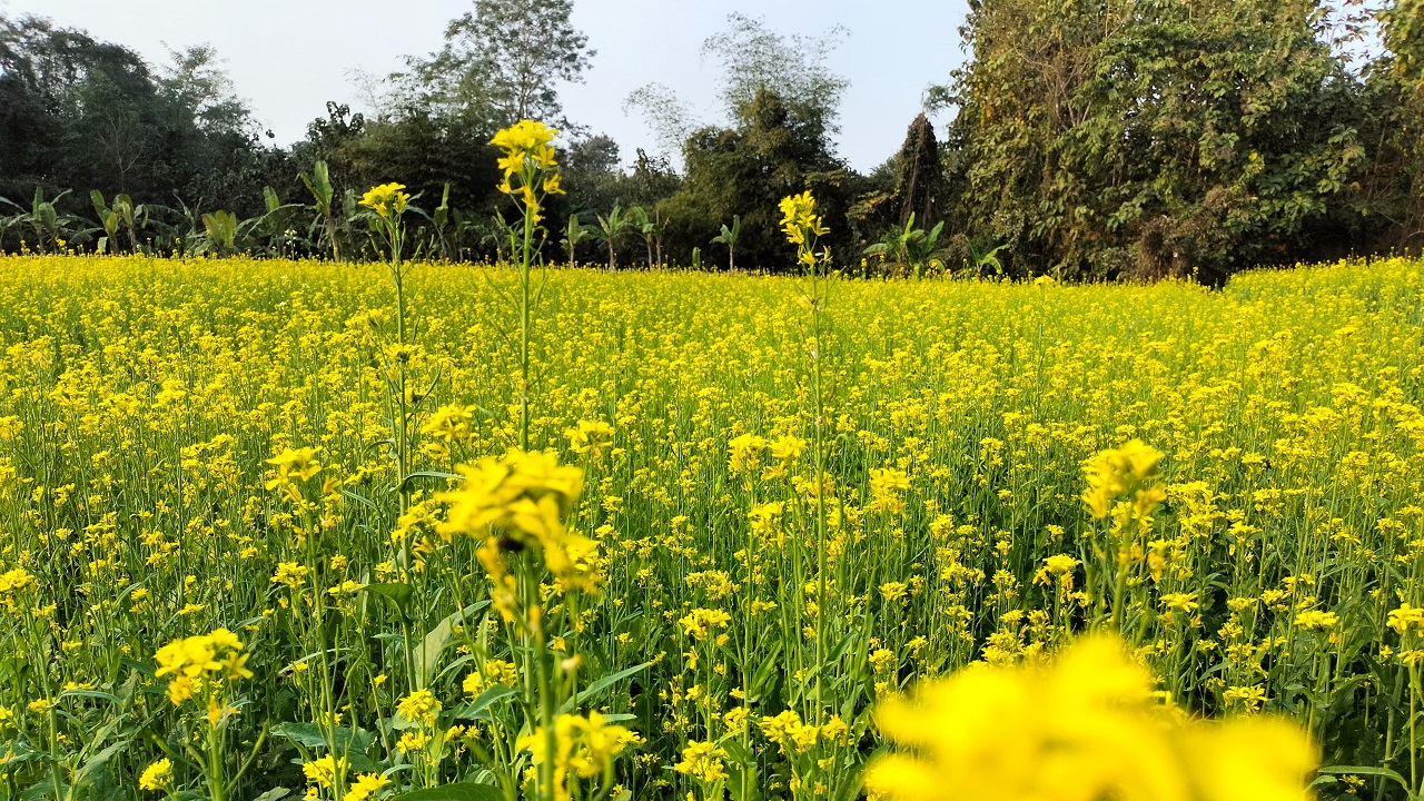 সরিষার ক্ষেত। ছবি : কালবেলা