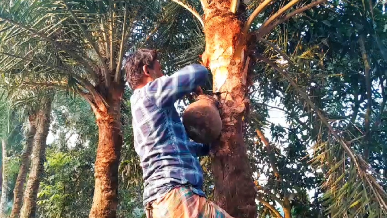 গাছ থেকে খেজুরের রস সংগ্রহ করছেন নাটোরের এক গাছি। ছবি : কালবেলা