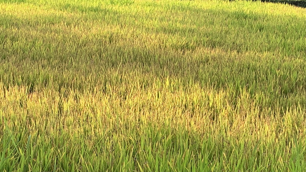 ঘন কুয়াশায় কোল্ড ইনজুরিতে হলুদ বর্ণ হয়ে গেছে বিজয়পুর এলাকার একটি বীজতলা। ছবি : কালবেলা
