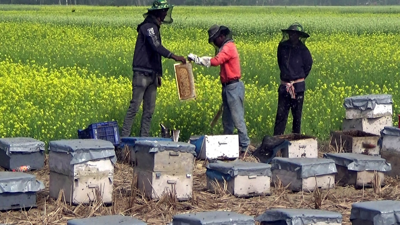 মধু সংগ্রহে ব্যস্ত একদল কৃষক। ছবি : কালবেলা