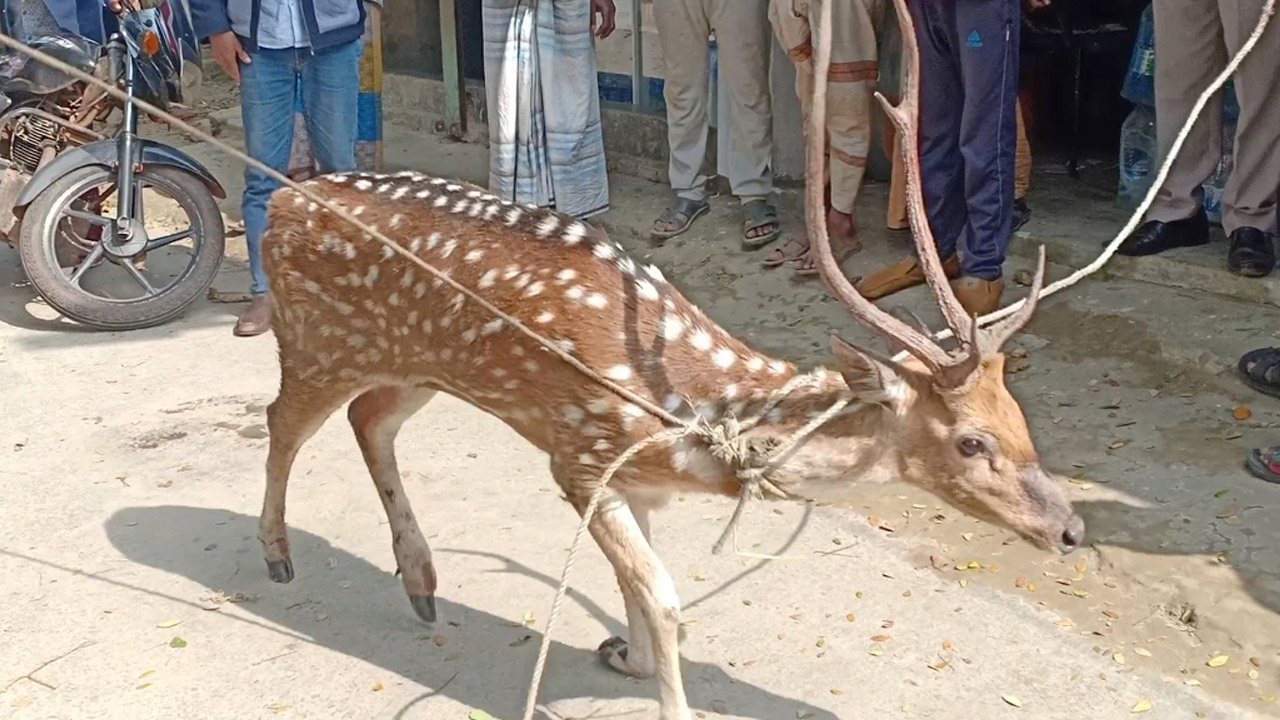 উদ্ধার হওয়া হরিণটি শুক্রবার সুস্থবোধ করছিল। ছবি : কালবেলা