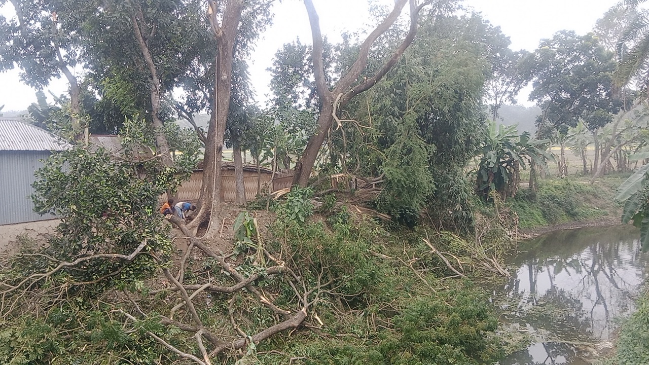 ফরিদপুরে জোরপূর্বক সরকারি গাছ কর্তন। ছবি : কালবেলা