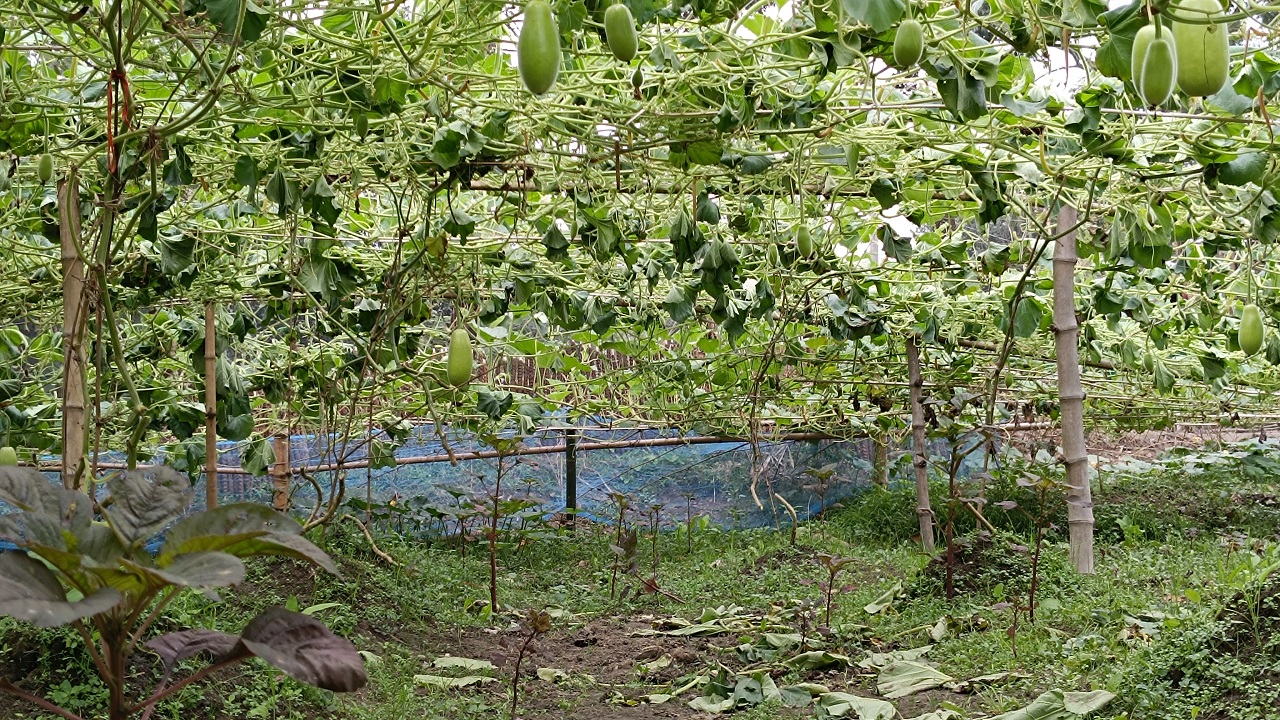 কেটে ফেলা হয়েছে ফলন্ত গাছ। ছবি : কালবেলা