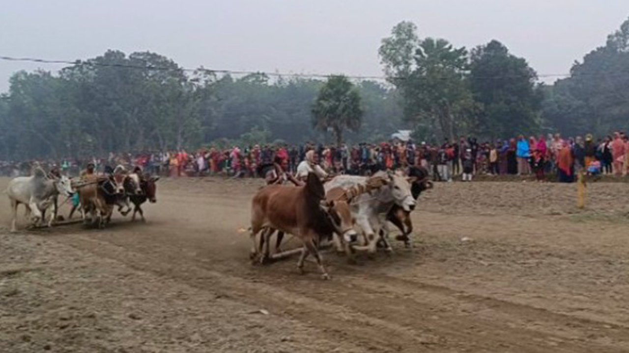 জামালপুরের মাদারগঞ্জে ঐতিহ্যবাহী ষাঁড়ের মই দৌড় প্রতিযোগিতা। ছবি : কালবেলা