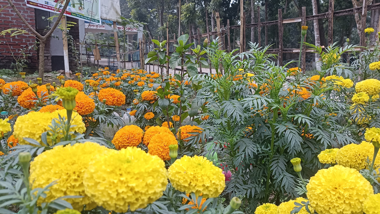 ব্রাহ্মণপাড়া স্বাস্থ্য কমপ্লেক্সে ফুল বাগান। ছবি : কালবেলা