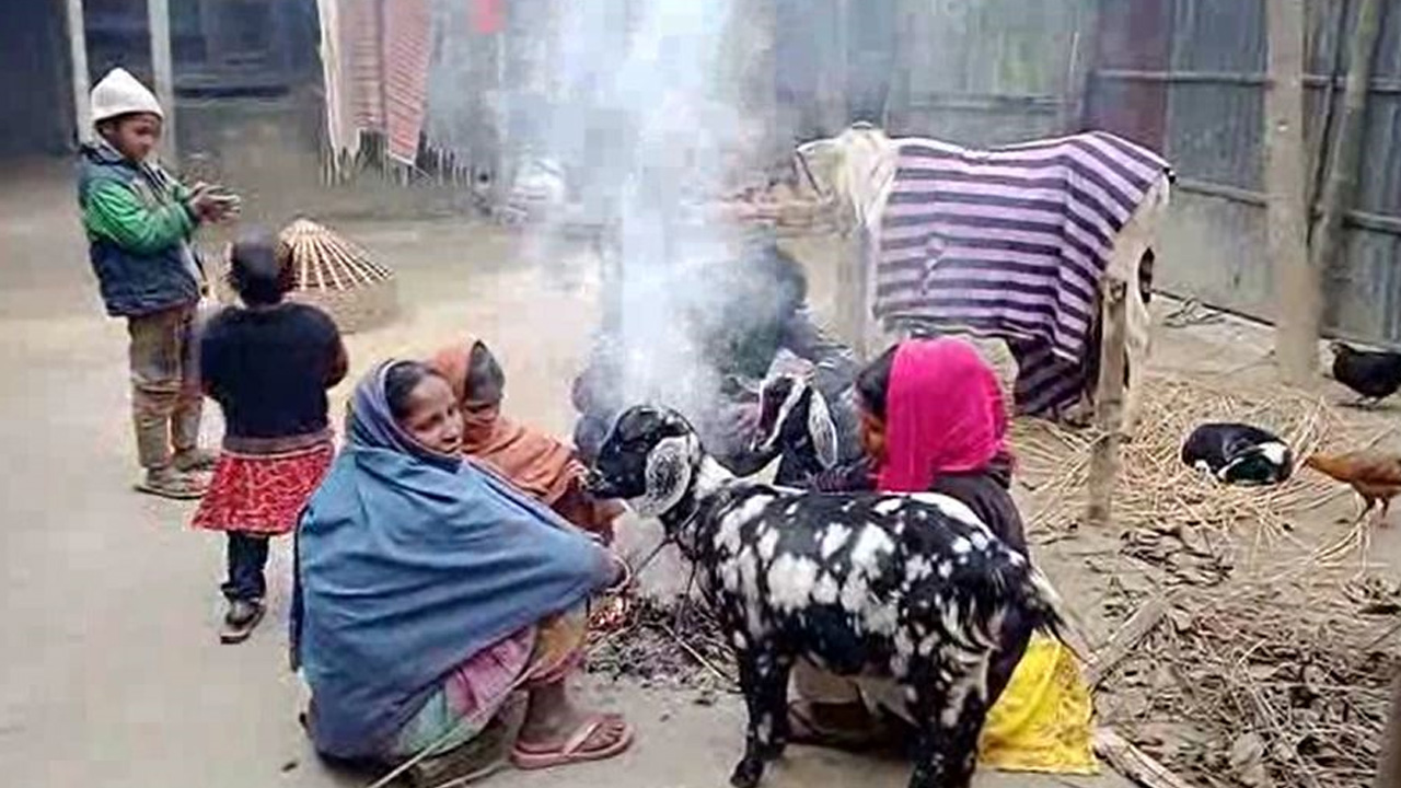 ঠাকুরগাঁওয়ে তাপ পোহাতে বাড়ির উঠানে খড়কুটো জ্বালিয়েছেন বাসিন্দারা। সঙ্গে তাদের গরু-ছাগলকেও উষ্ণতা দেওয়ার চেষ্টা। ছবি : কালবেলা