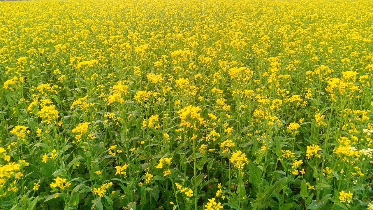দিনাজপুরে সরিষা ক্ষেত। ছবি : কালবেলা