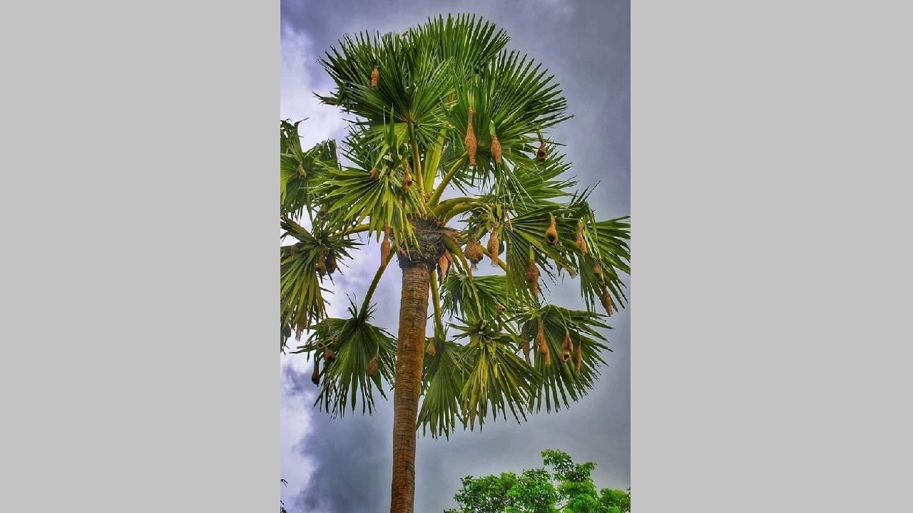 তালগাছে ঝুলছে বাবুই পাখির বাসা। ছবি : সংগৃহীত