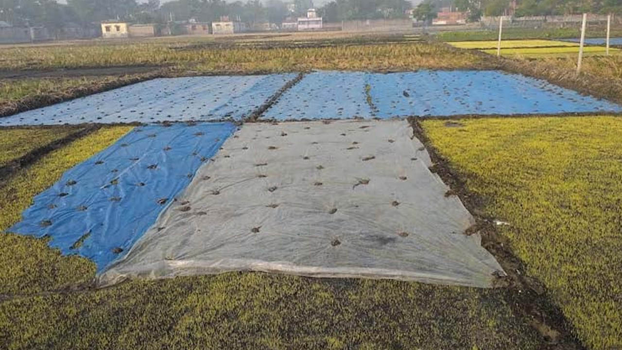 বোরো বীজতলা। ছবি : সংগৃহীত