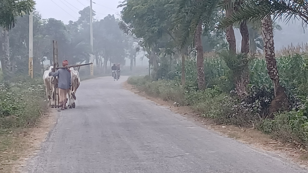 শীতকে উপেক্ষা করে বাধ্য হয়েই লাঙল কাধে গরু নিয়ে কাজে বের হয়েছেন কৃষক। ছবিটি সোমবার চুয়াডাঙ্গা থেকে তোলা। ছবি : কালবেলা