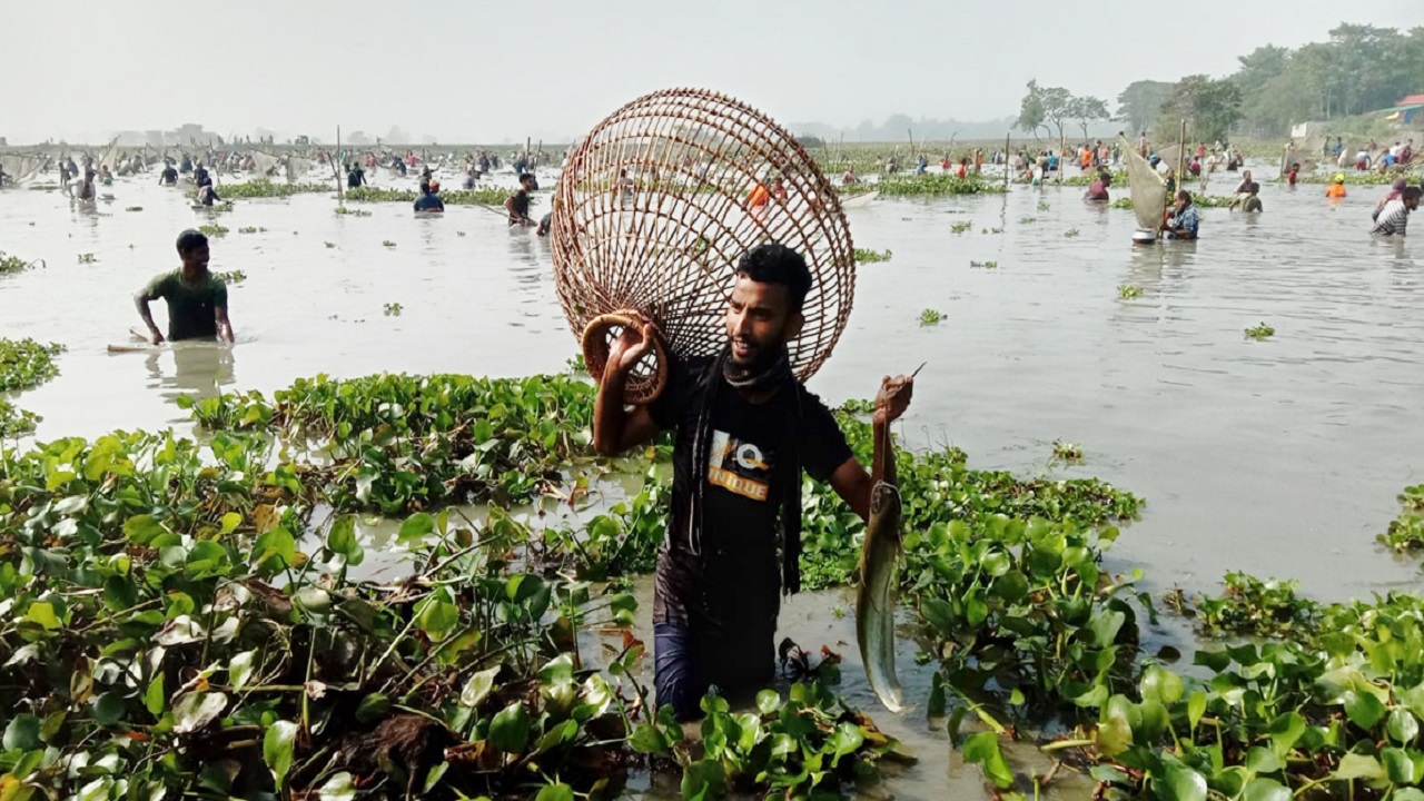 গ্রামের ছোট-বড় সবাই দলবেঁধে পলো নিয়ে গ্রামের দক্ষিণের বড় বিলে মাছ ধরতে নামেন। ছবি : কালবেলা