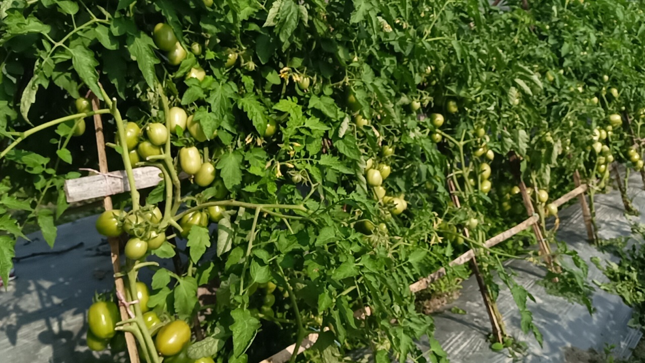 টমেটোর বাম্পার ফলন। ছবি : কালবেলা