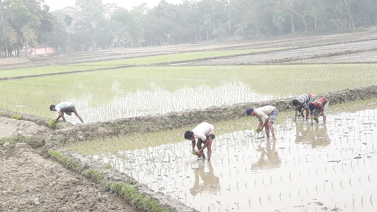 তীব্র শীত উপেক্ষা করে ধান রোপণের কাজে ব্যস্ত কৃষকরা। ছবি : কালবেলা