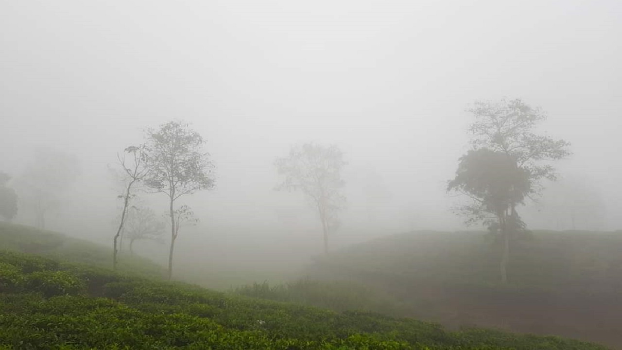 কুয়াশার চাদরে ঢেকে গেছে চা বাগান। ছবি : কালবেলা