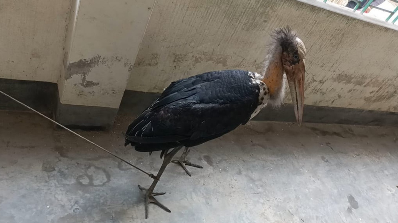 কুড়িগ্রামে আহত অবস্থায় বিপন্ন প্রজাতির মদনটাক উদ্ধার। ছবি : কালবেলা