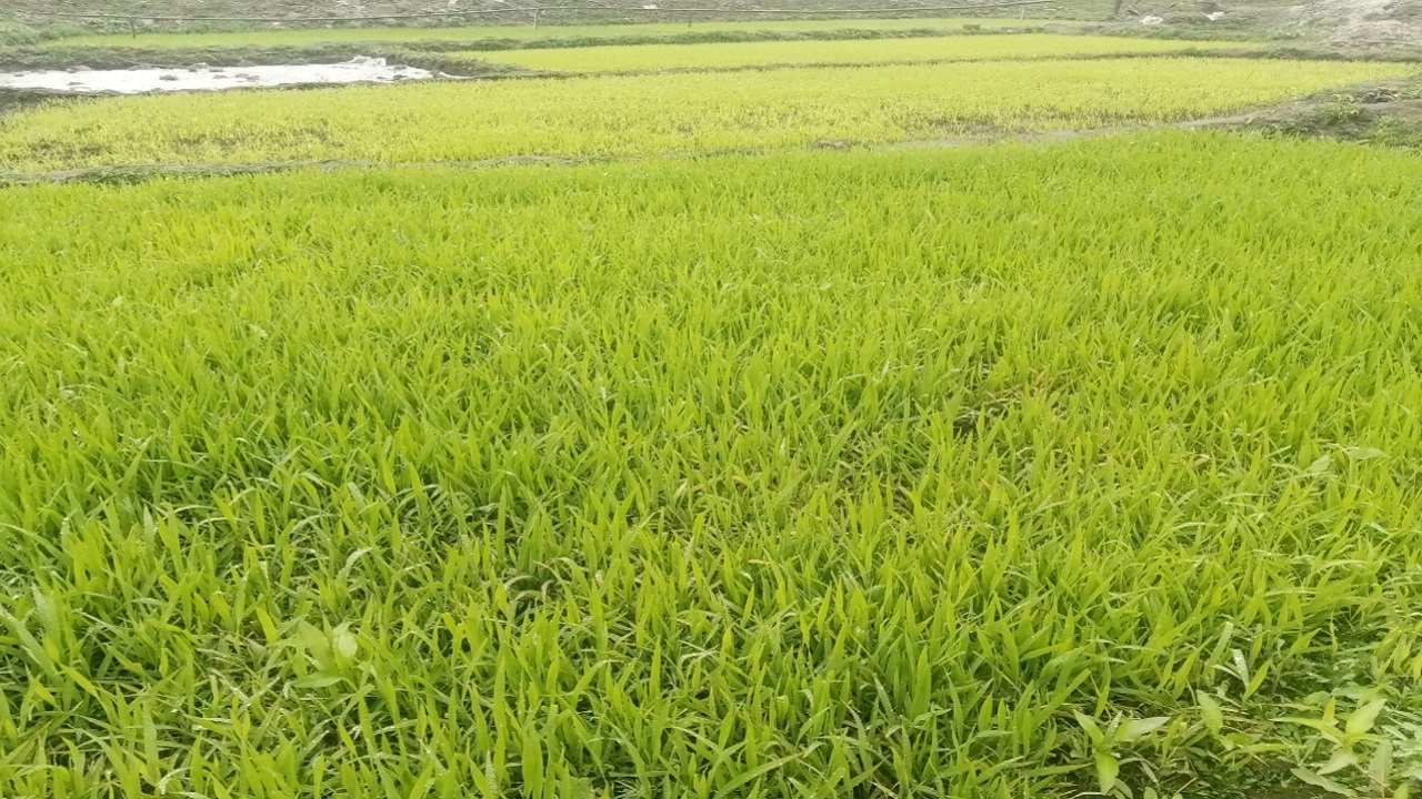 বীজতলা। ছবি : কালবেলা