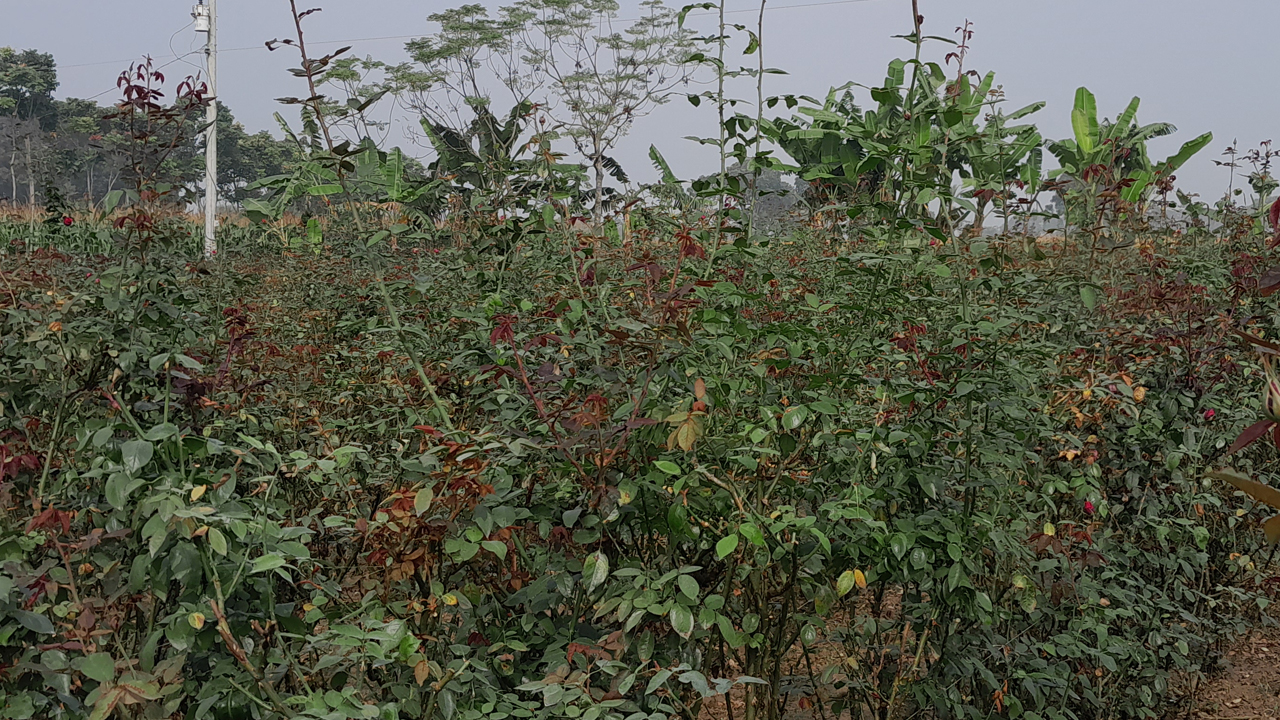 কয়েকদিনের ঘন কুয়াশায় গোলাপ ও গাঁদা ফুলগাছের ফুল ও ডগা পচে যাচ্ছে, ঝরে যাচ্ছে পাতাও। ছবি : কালবেলা